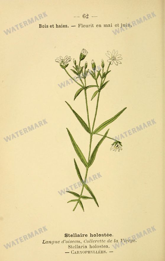 Botanical Vintage Prints