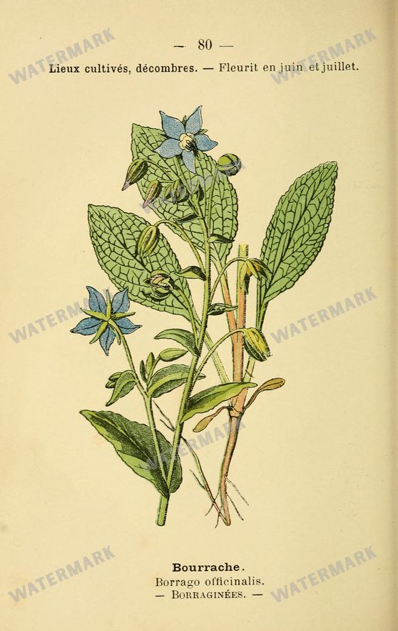 Botanical Vintage Prints