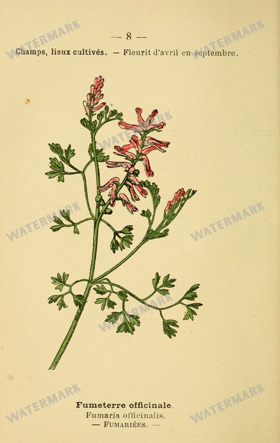 Botanical Vintage Prints