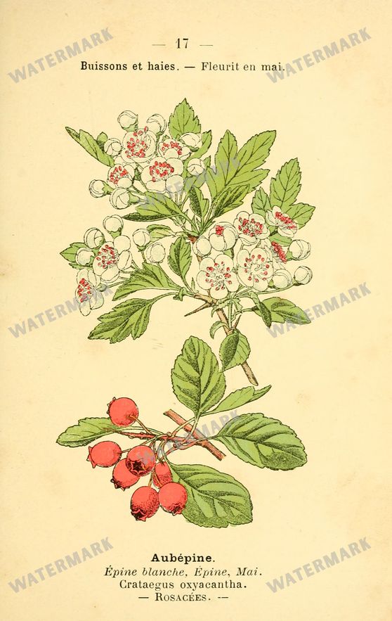 Botanical Vintage Prints