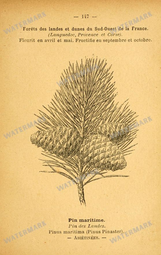 Botanical Vintage Prints
