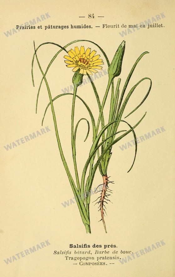 Botanical Vintage Prints