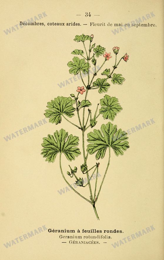 Botanical Vintage Prints