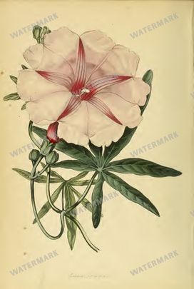 Botanical Vintage Prints