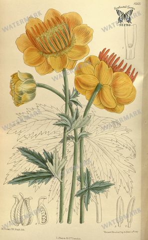 Botanical Vintage Prints