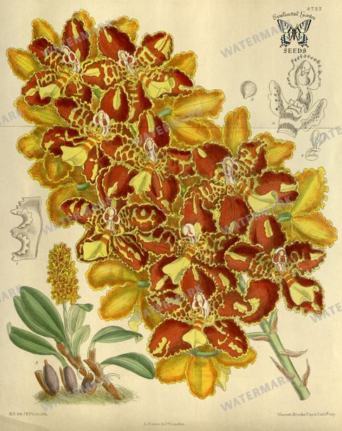 Botanical Vintage Prints
