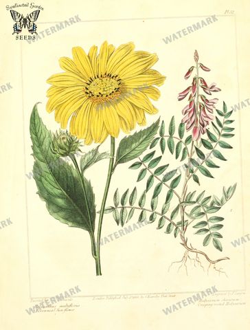 Botanical Vintage Prints
