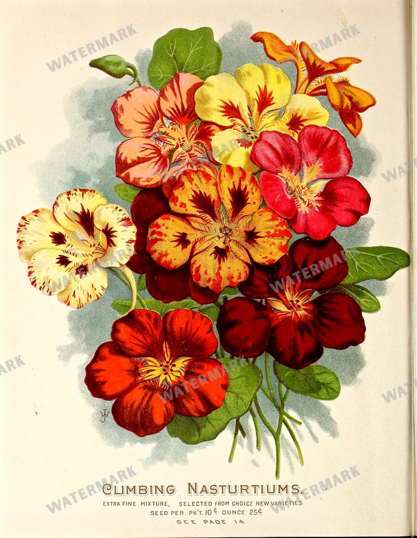 Botanical Vintage Prints