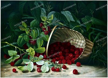 Botanical Vintage Prints