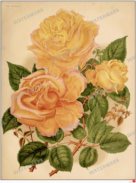 Botanical Vintage Prints