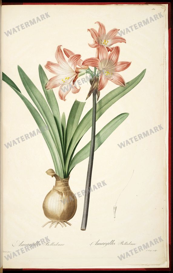 Botanical Vintage Prints