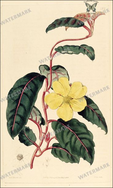 Botanical Vintage Prints
