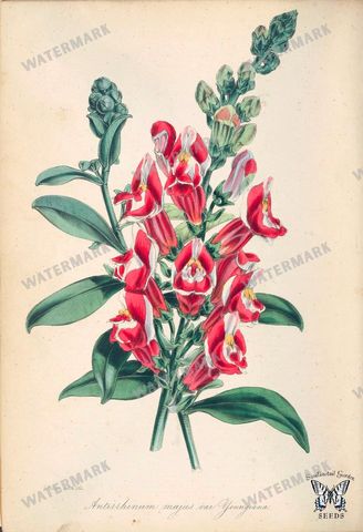 Botanical Vintage Prints