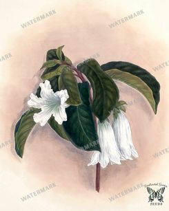 Botanical Vintage Prints