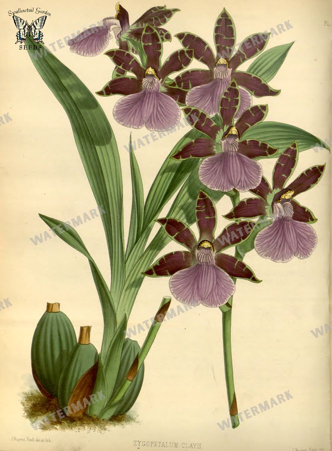 Botanical Vintage Prints