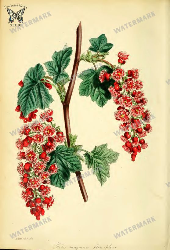 Botanical Vintage Prints