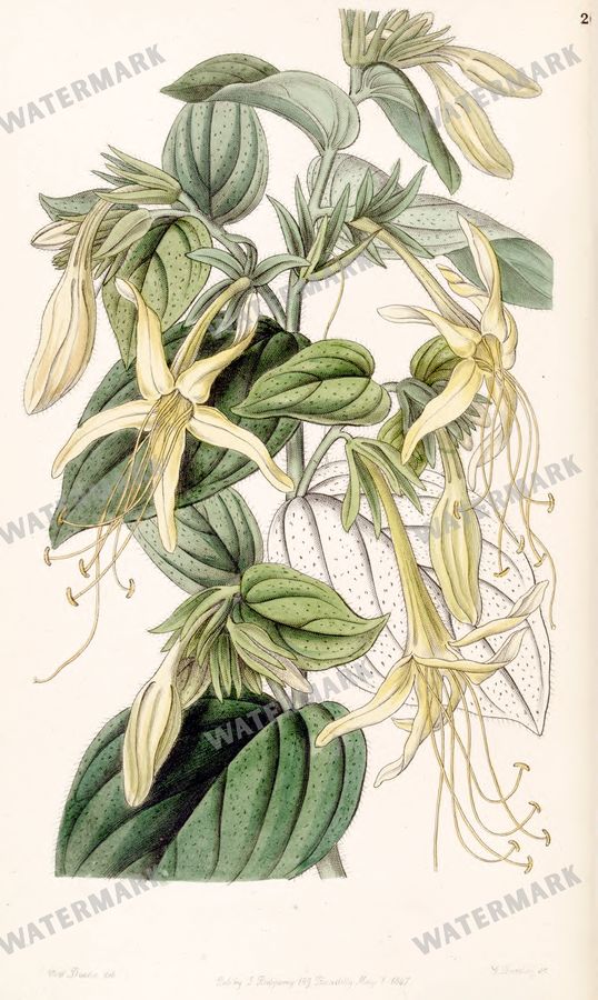 Botanical Vintage Prints