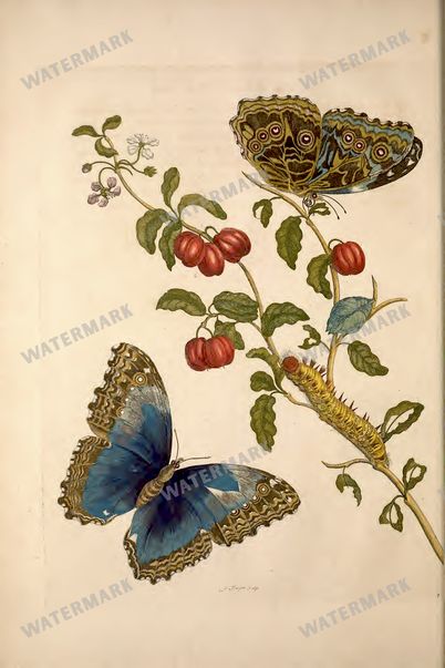 Botanical Vintage Prints