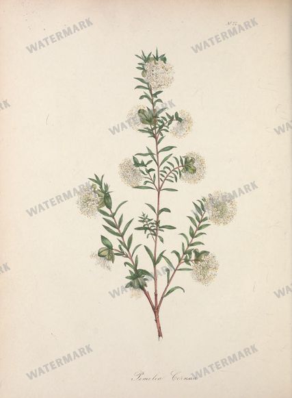 Botanical Vintage Prints