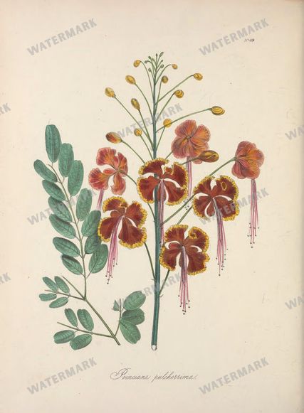 Botanical Vintage Prints