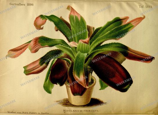 Botanical Vintage Prints