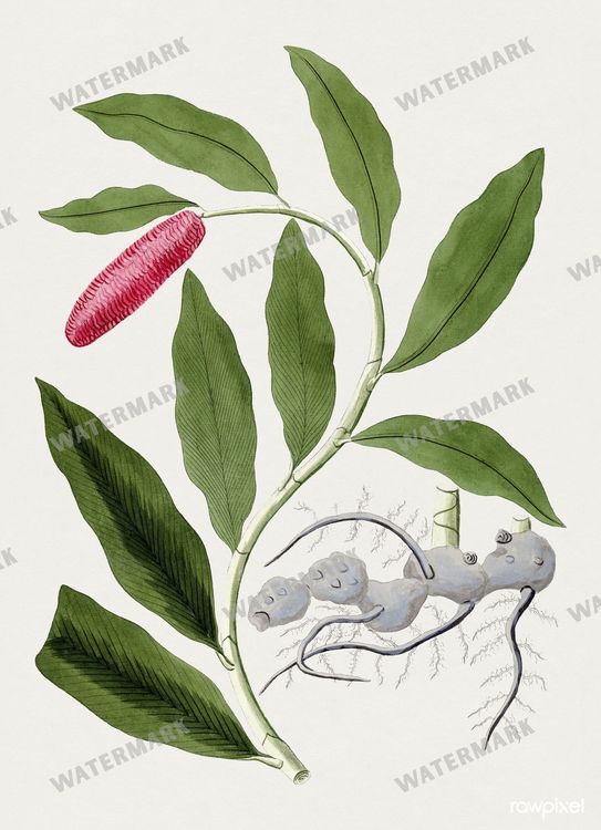 Botanical Vintage Prints