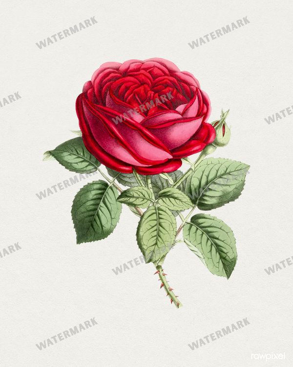 Botanical Vintage Prints
