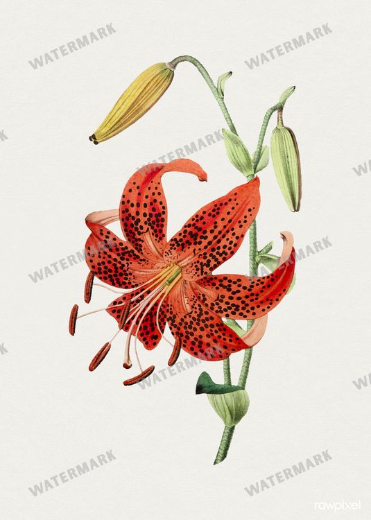 Botanical Vintage Prints