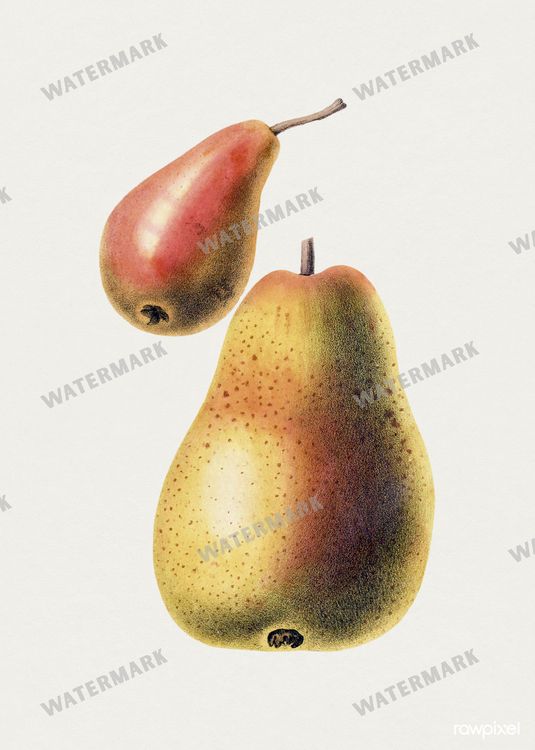 Botanical Vintage Prints