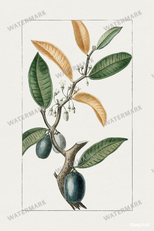 Botanical Vintage Prints