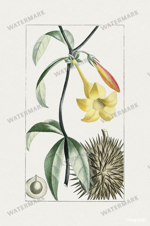Botanical Vintage Prints