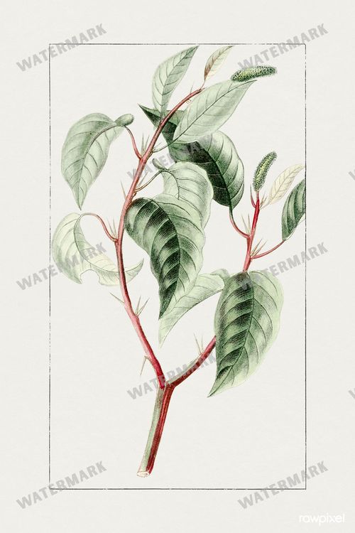 Botanical Vintage Prints