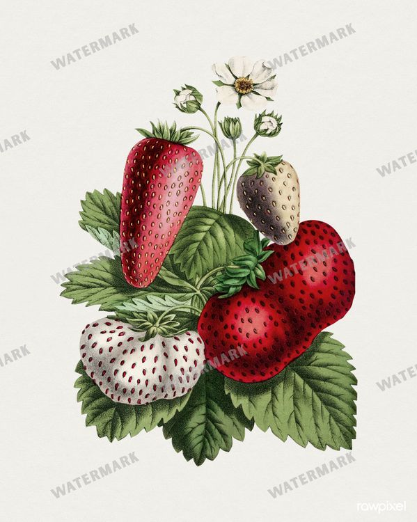 Botanical Vintage Prints