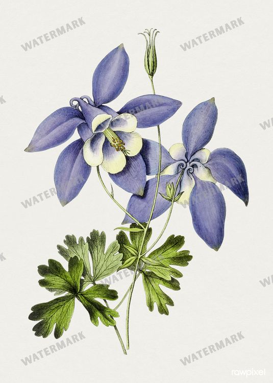 Botanical Vintage Prints