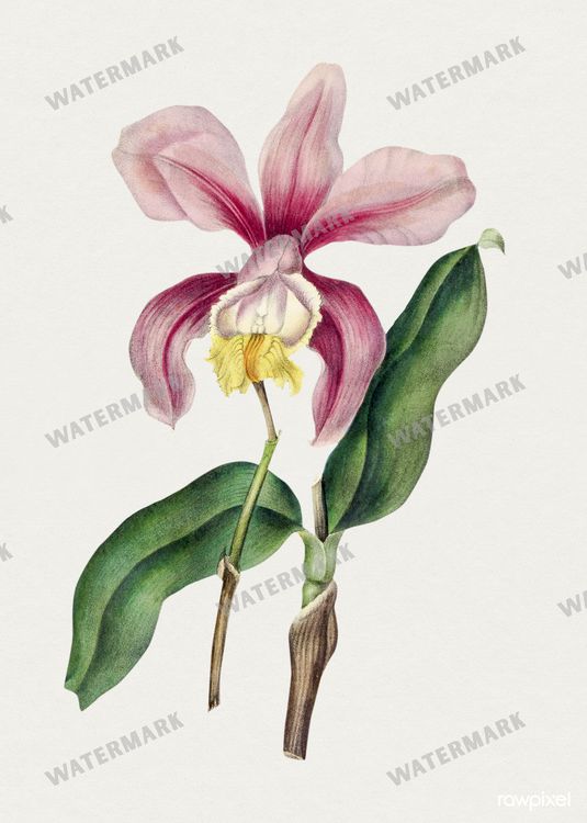 Botanical Vintage Prints