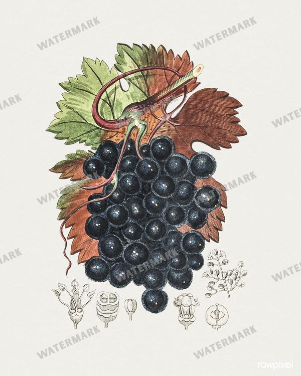 Botanical Vintage Prints