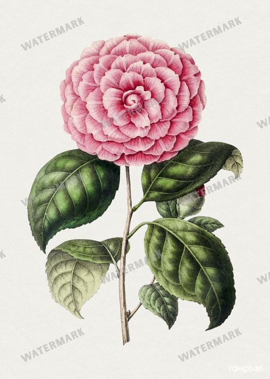 Botanical Vintage Prints