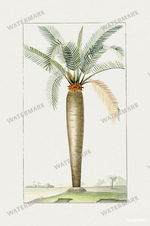 Botanical Vintage Prints