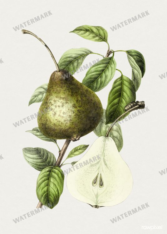 Botanical Vintage Prints