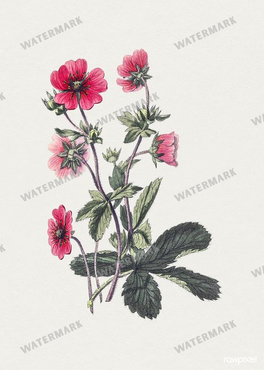 Botanical Vintage Prints