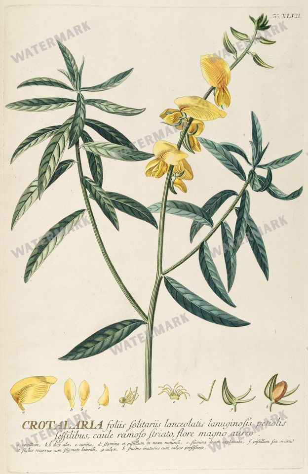 Botanical Vintage Prints