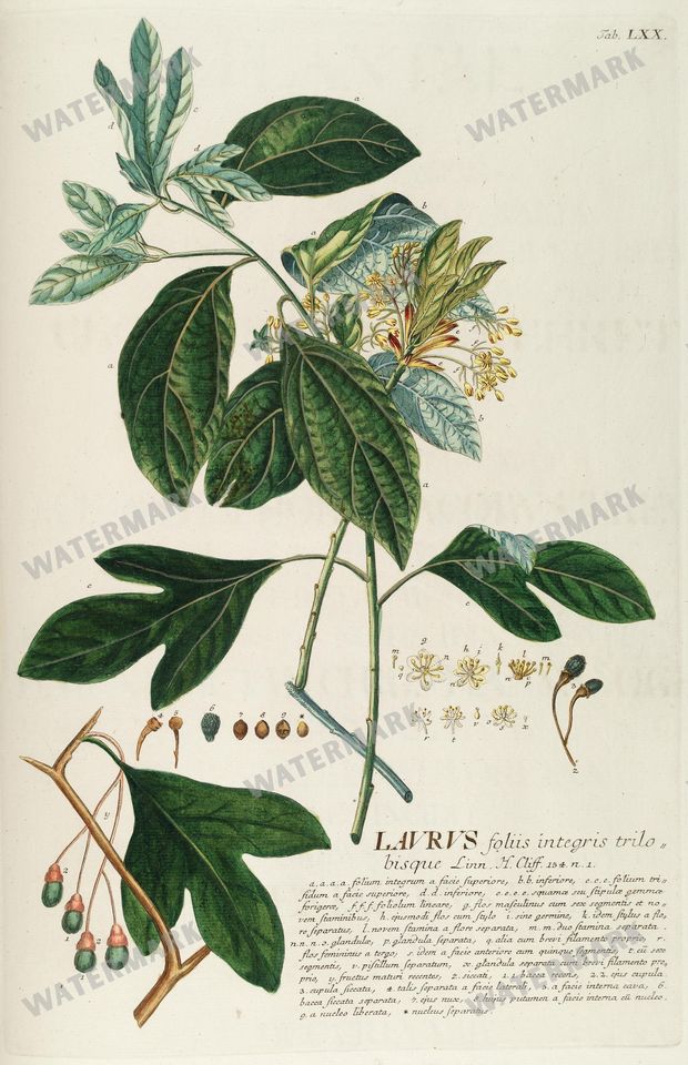 Botanical Vintage Prints