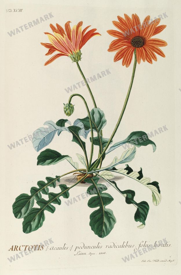 Botanical Vintage Prints