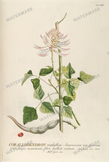 Botanical Vintage Prints