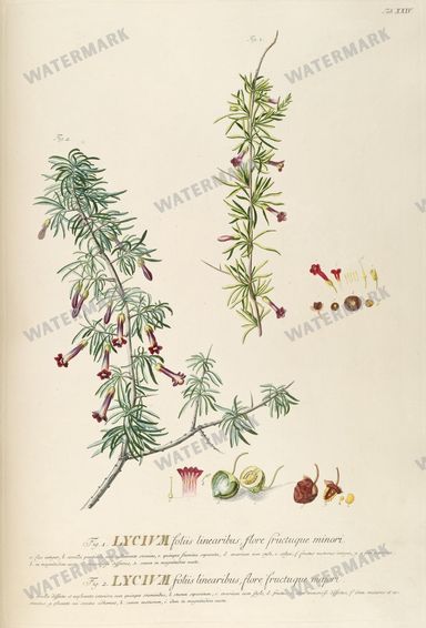 Botanical Vintage Prints