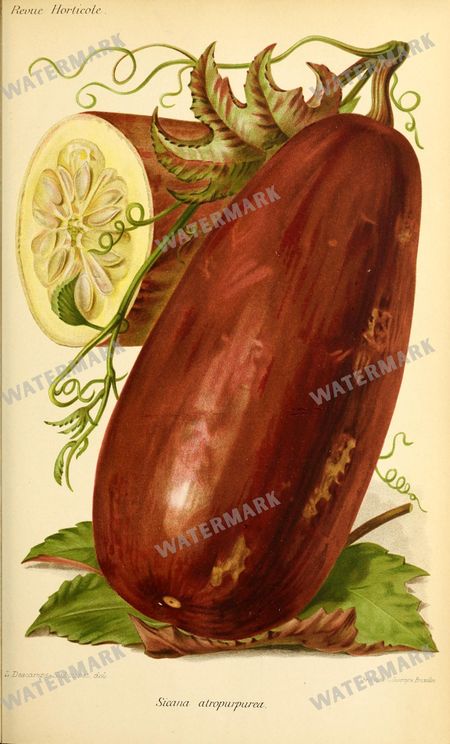 Botanical Vintage Prints
