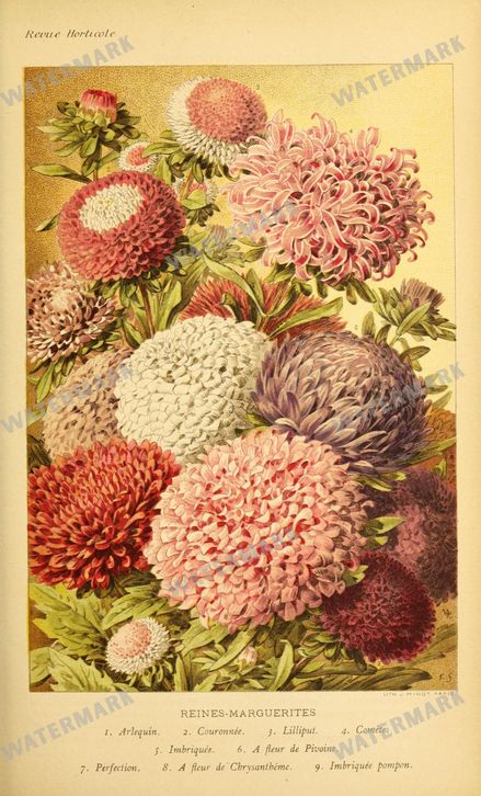 Botanical Vintage Prints