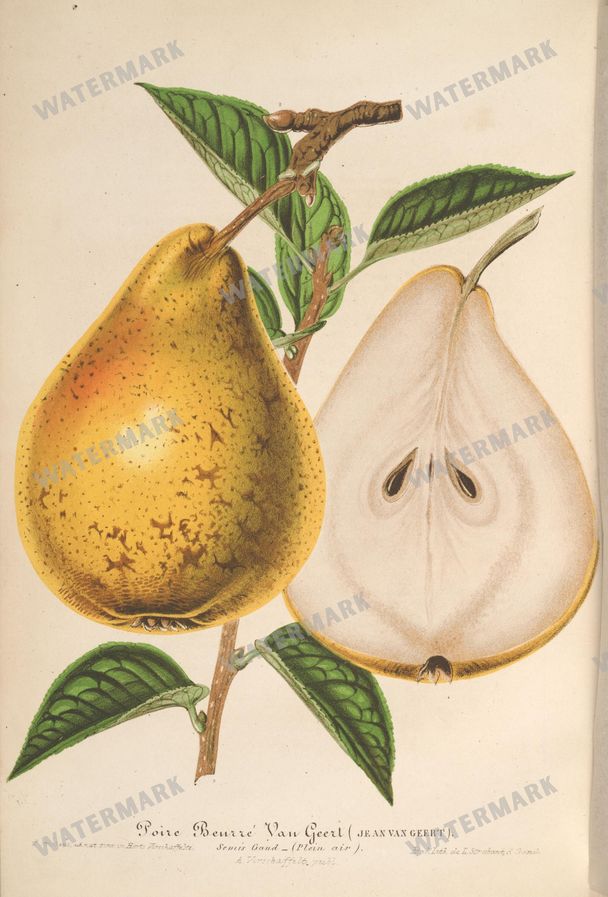 Botanical Vintage Prints