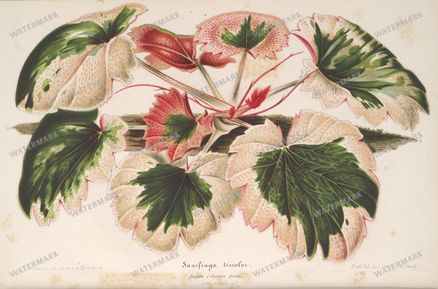 Botanical Vintage Prints