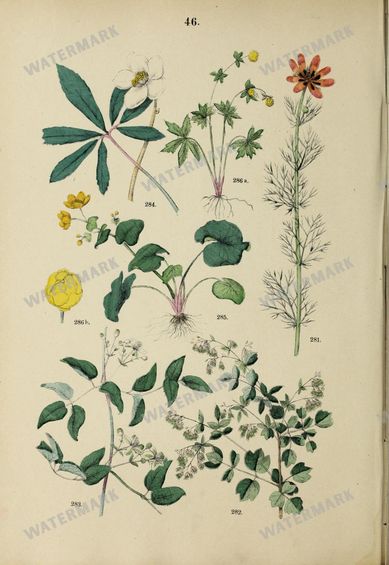 Botanical Vintage Prints